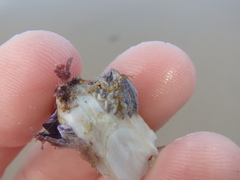Austrobalanus imperator