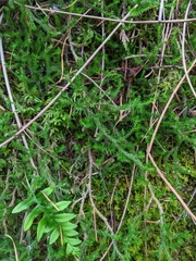 Selaginella wallacei image