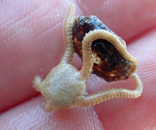 Ophioplocus huttoni