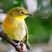 Cape White-Eye - Photo (c) Ian White, some rights reserved (CC BY-ND)
