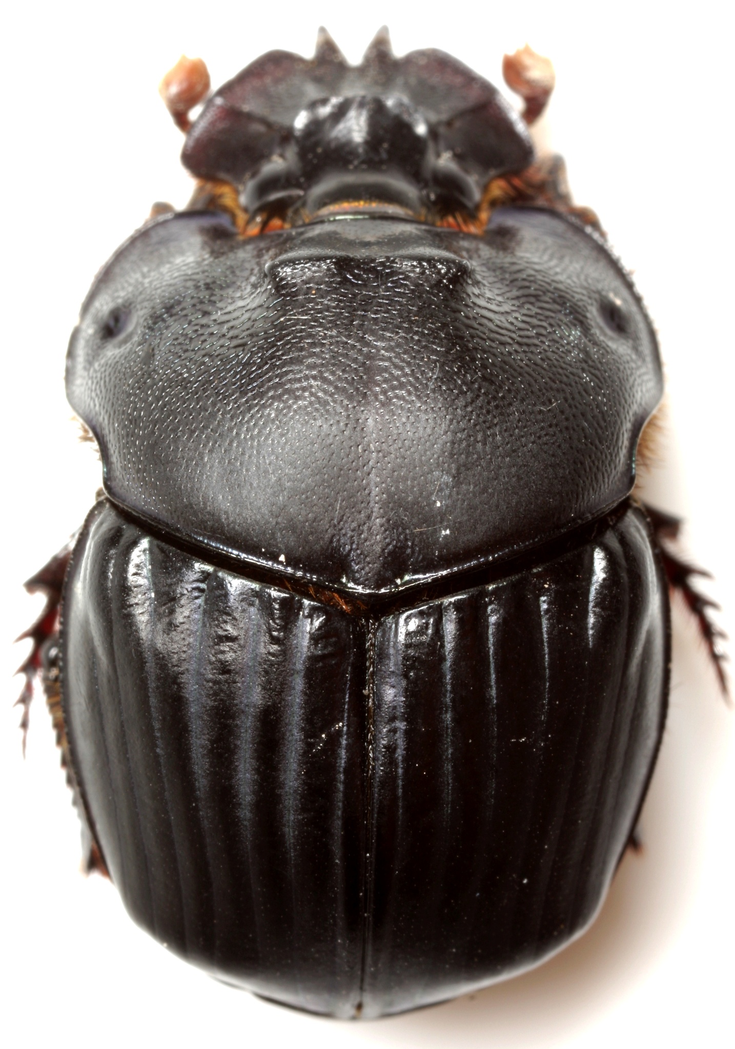 Coprophanaeus pluto · iNaturalist