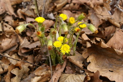 Tussilago farfara