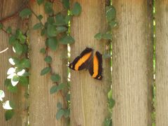 Yoma sabina