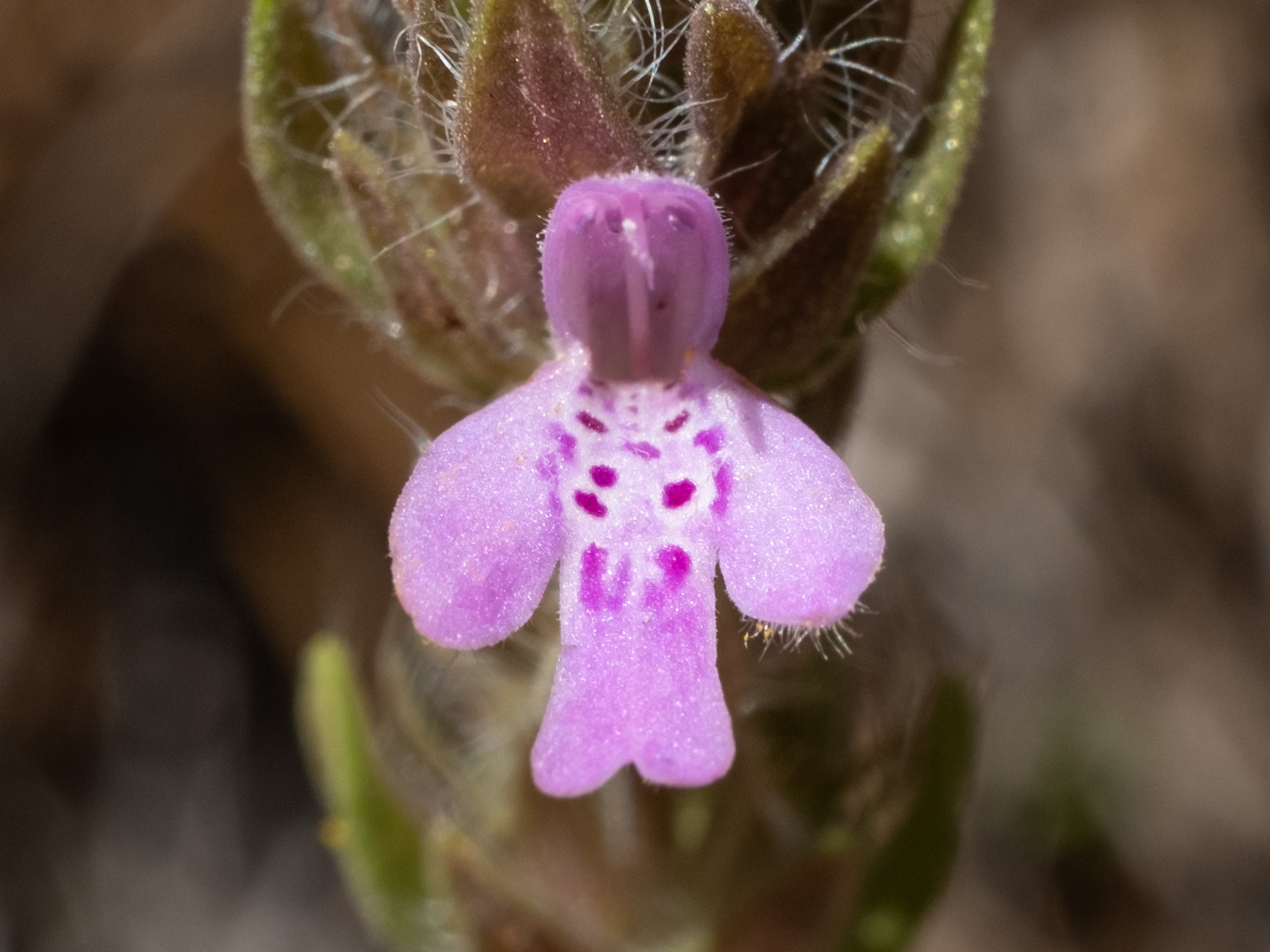 Stachydeoma graveolens