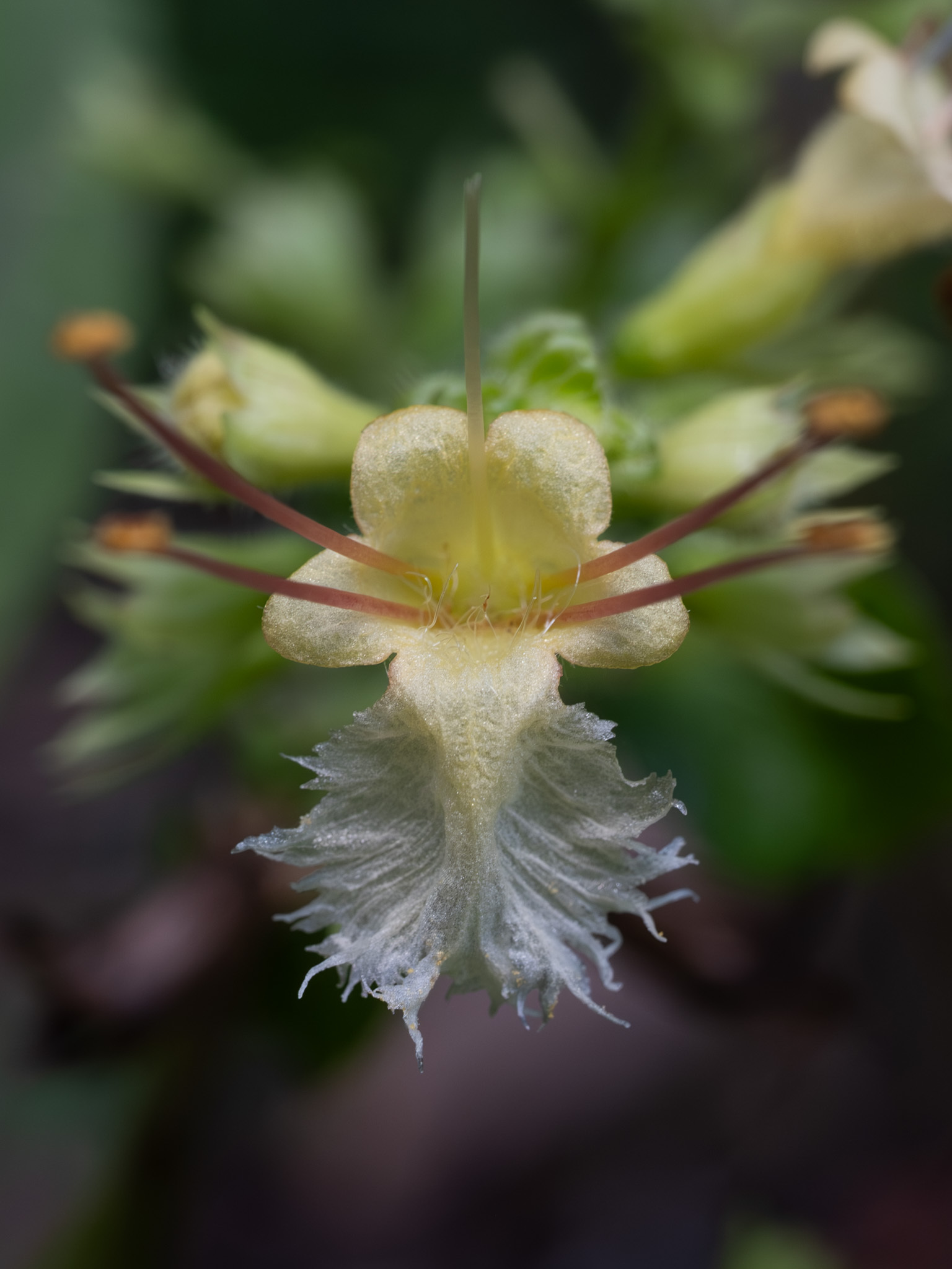 Collinsonia anisata