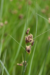 Bolboschoenus planiculmis