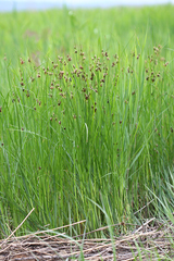 Bolboschoenus planiculmis
