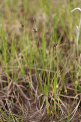 Bolboschoenus planiculmis