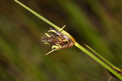 Bolboschoenus planiculmis