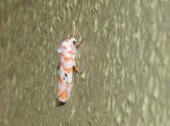 Cyana interrogationis