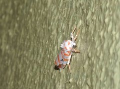 Cyana interrogationis