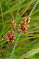 Bolboschoenus planiculmis