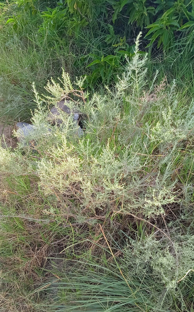 Artemisia kurramensis (Kurram santonica)
