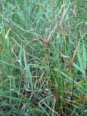 Bolboschoenus yagara