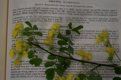 Colutea arborescens