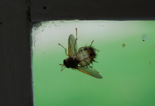 Bloated Hedgehog Fly