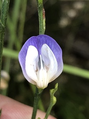 Psoralea usitata