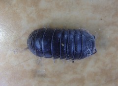 Spherillo grossus