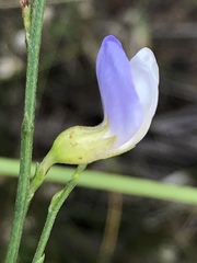 Psoralea usitata