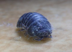 Spherillo grossus