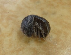 Spherillo grossus