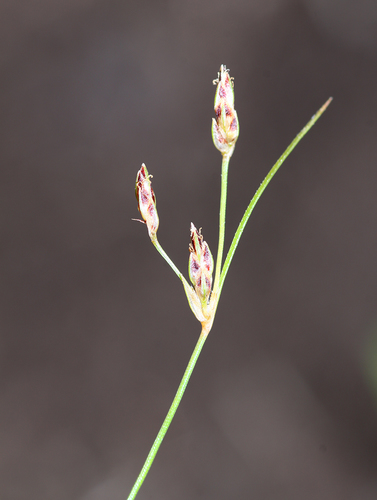 Dense watergrass (Bulbostylis densa)