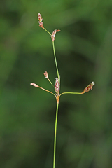 Bulbostylis densa