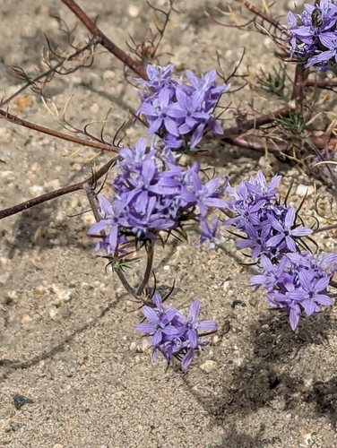 Image of Eriastrum pluriflorum by (c) Max Miley, some rights reserved (CC BY)