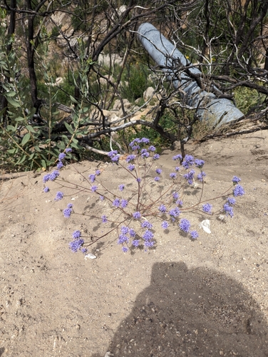 Image of Eriastrum pluriflorum by (c) Max Miley, some rights reserved (CC BY)
