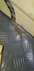 Hemidactylus mabouia