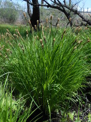 Carex appendiculata