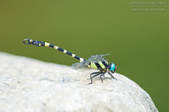 Lamelligomphus ringens