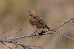 Epthianura tricolor