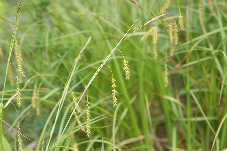 Carex arnellii