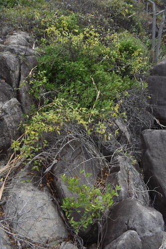 scrambling clerodendrum