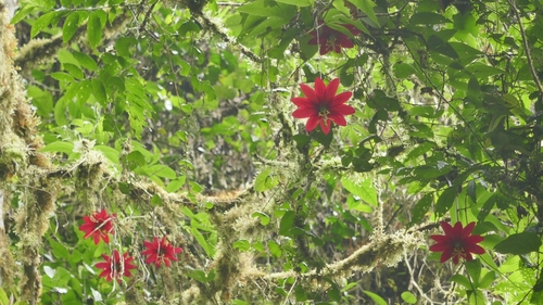 Image of Passiflora antioquiensis by (c) Daniel Mesa, some rights reserved (CC BY)