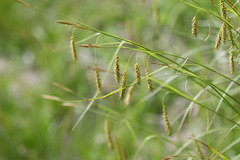 Carex arnellii