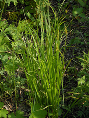 Carex arnellii