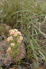 Crassula subulata subulata