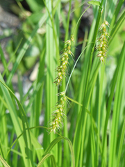 Carex arnellii