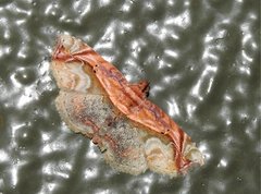 Eugnathia pulcherrima