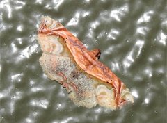 Eugnathia pulcherrima