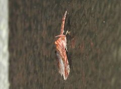 Eugnathia pulcherrima