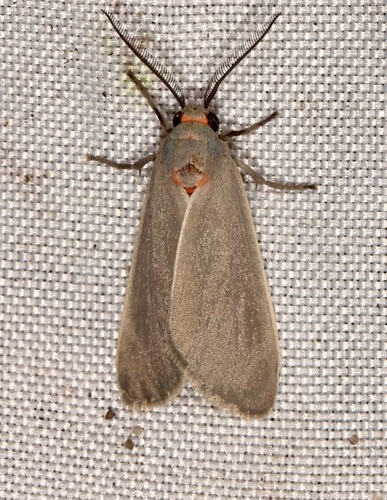 Mouse-colored Euchaetes photo 6