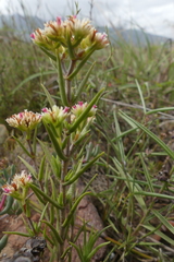 Crassula subulata subulata