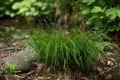 Carex augustinowiczii