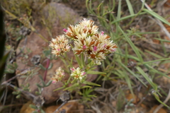 Crassula subulata subulata