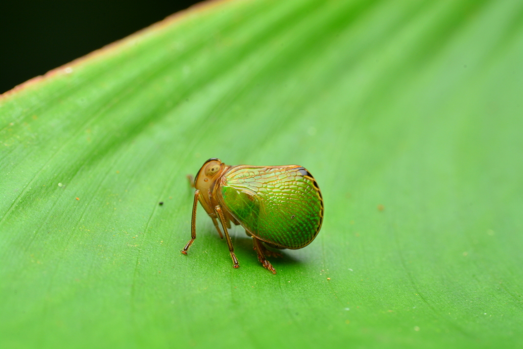 Pseudotylana