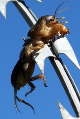 Gryllotalpa africana