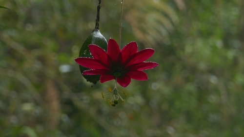 Image of Passiflora antioquiensis by (c) Daniel Mesa, some rights reserved (CC BY)